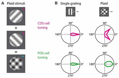Circuit Mechanisms Governing Local vs. Global Motion Processing in Mouse Visual Cortex